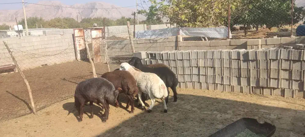 بره هموهترو|حیوانات مزرعه|میمند, |دیوار