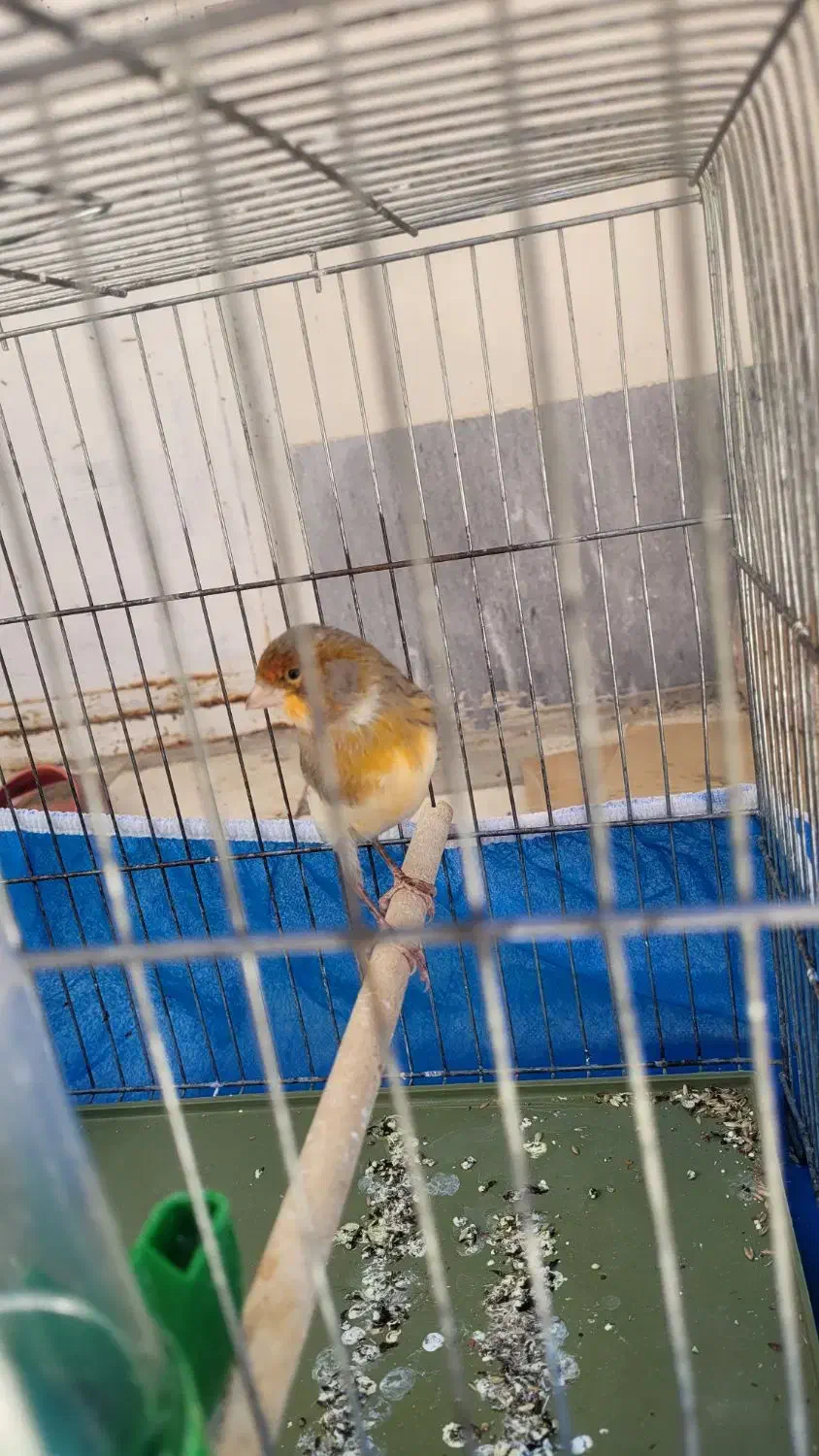 سهره|پرنده|آباده, |دیوار