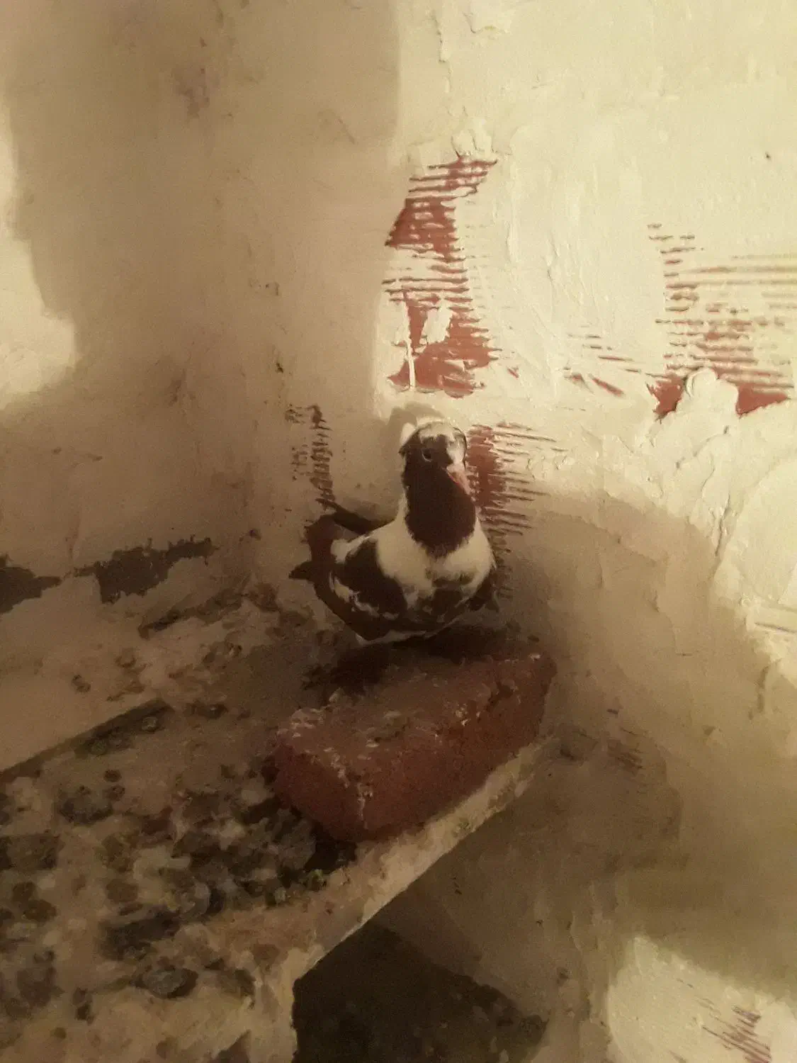 ککلی دوعدد|پرنده|اردبیل, |دیوار