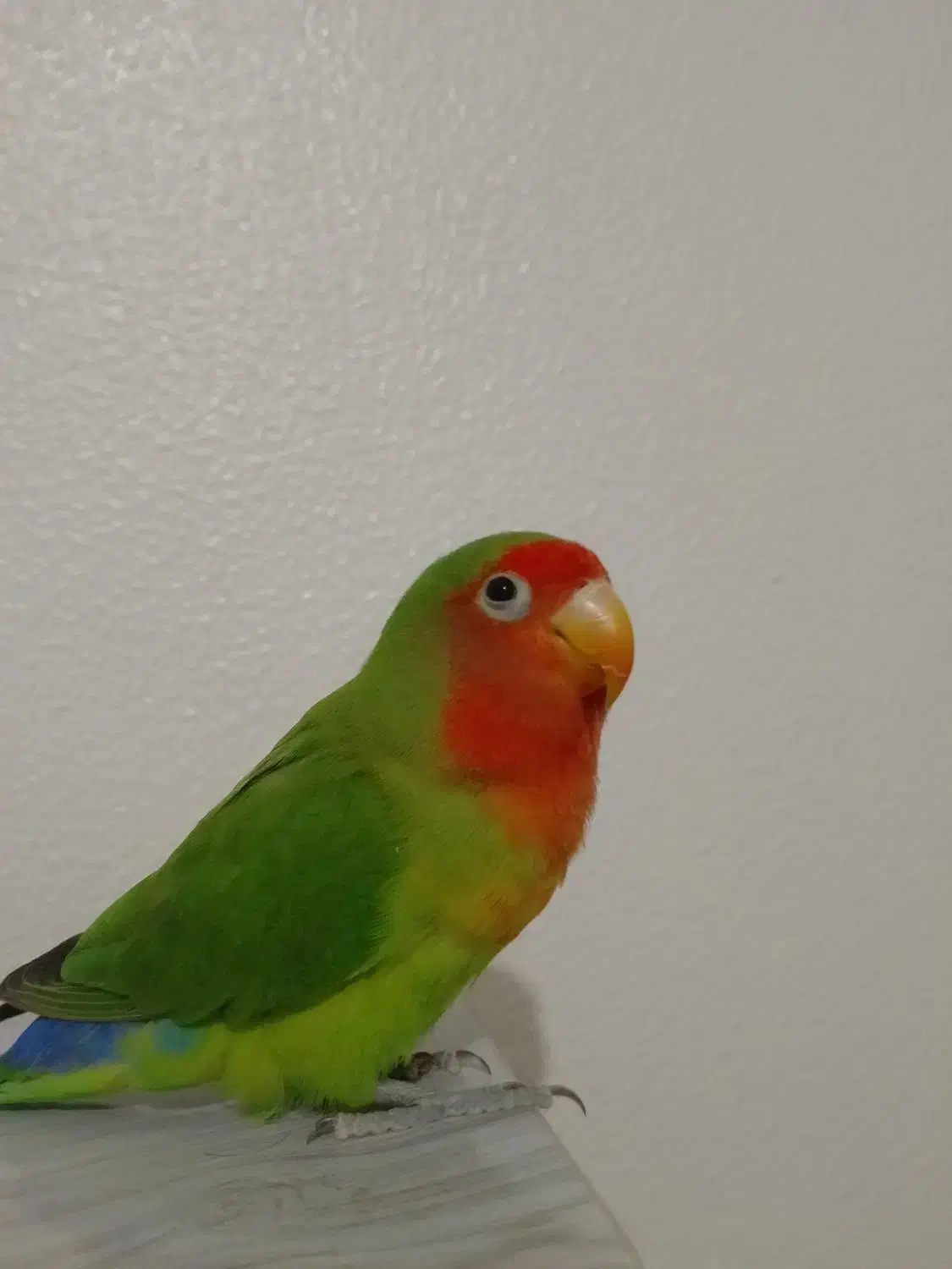 طوطی برزیلی|پرنده|شاهین‌شهر, شهرک گلدیس|دیوار