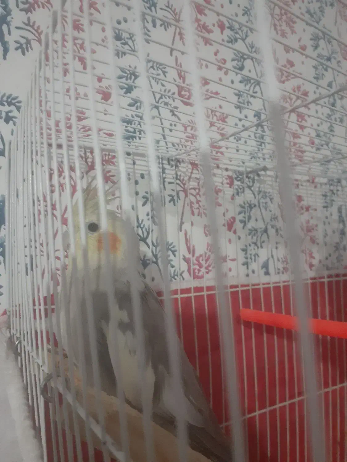 عروس هلندی فروشی|پرنده|سلامی, |دیوار