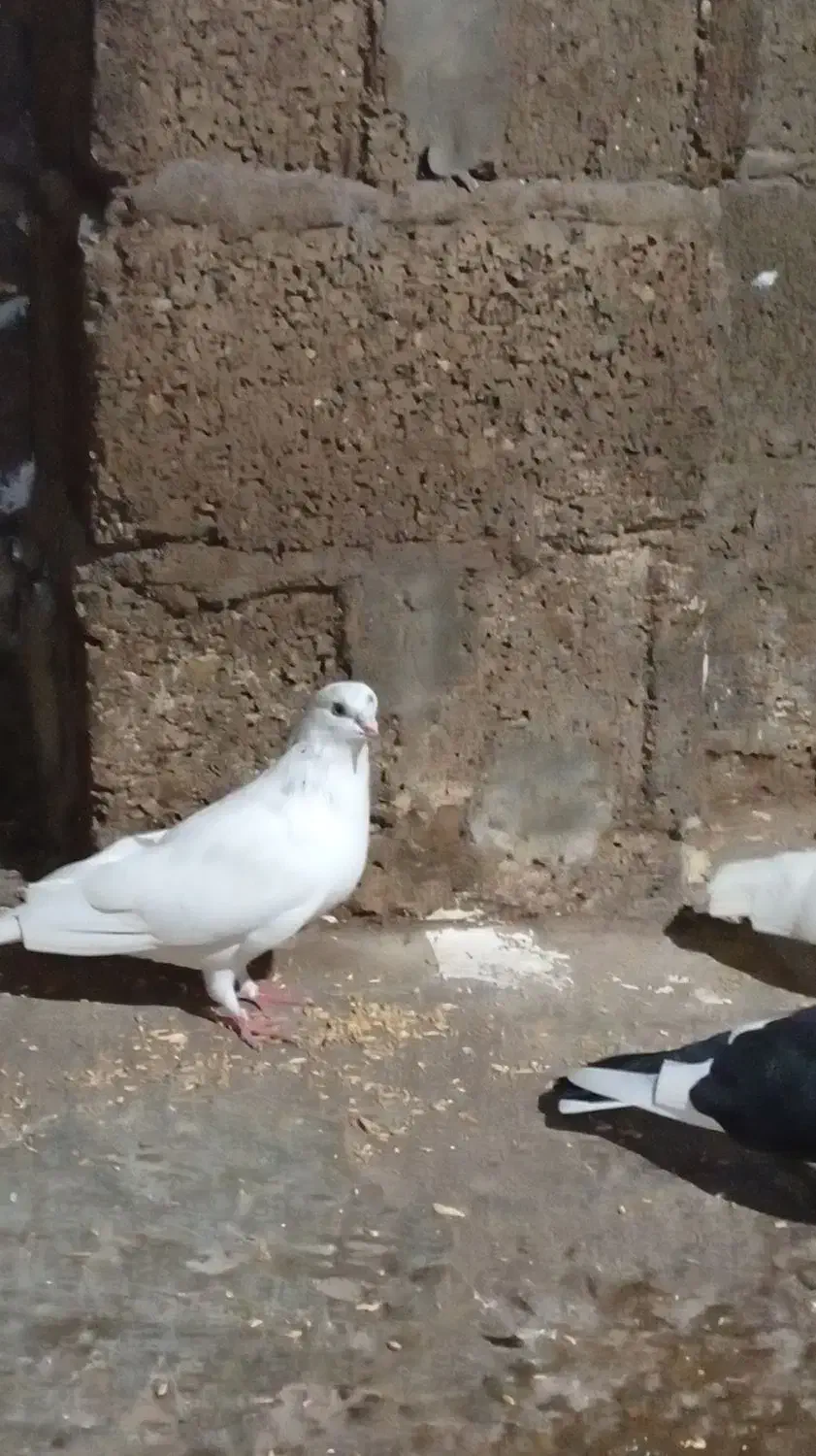 کبوتر یا کفتر|پرنده|رشت, منظریه|دیوار