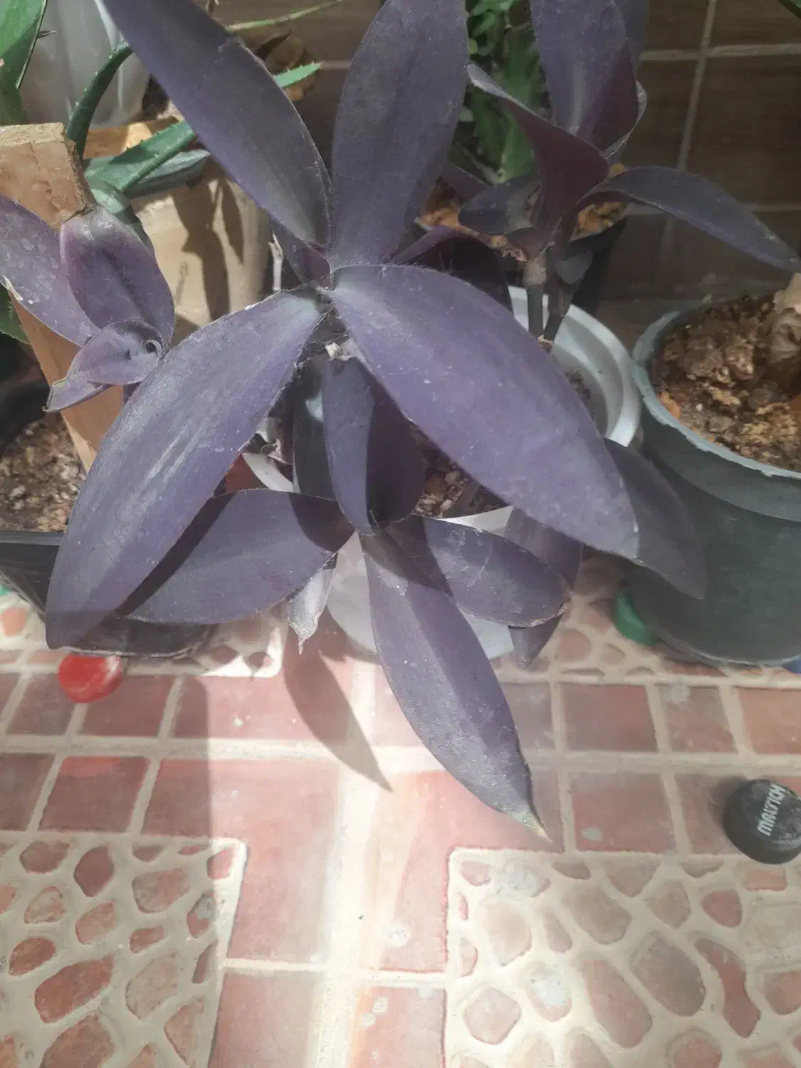 گل زیر قیمت فقط ۴۵ هزار تومن|گل مصنوعی|یزد, |دیوار