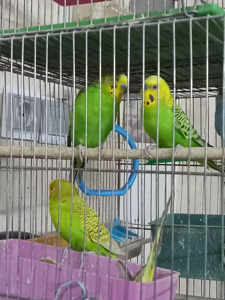 مرغ عشق|پرنده|شیراز, کوشک میدان|دیوار