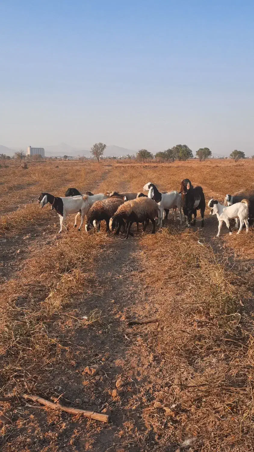 ۶راس میش چال ۳راس بز با بزغاله ۱راس نربز|حیوانات مزرعه|تاکستان, |دیوار