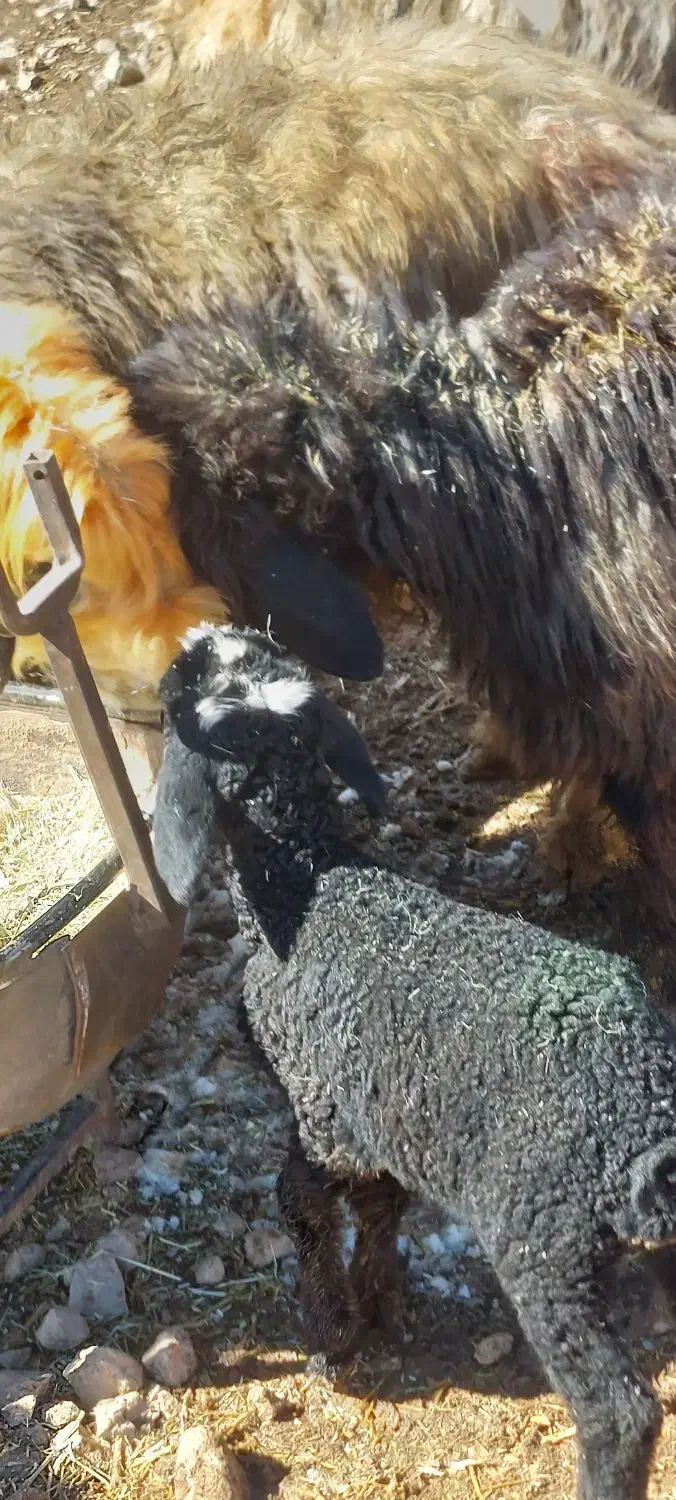 بزغاله بره|حیوانات مزرعه|فرخ‌شهر, |دیوار