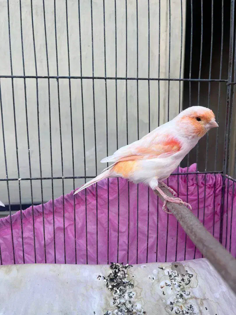 قناری موزائیکی|پرنده|تهران, زرکش|دیوار