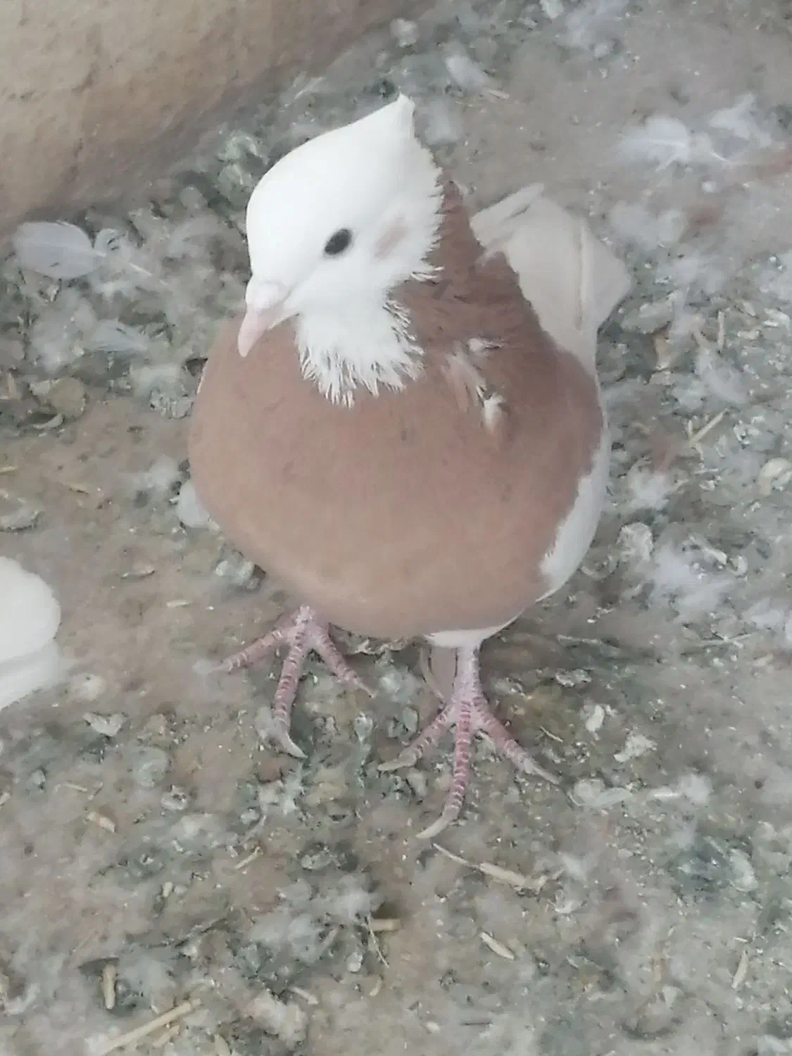 کبوتر طوقی|پرنده|اسدآباد, |دیوار