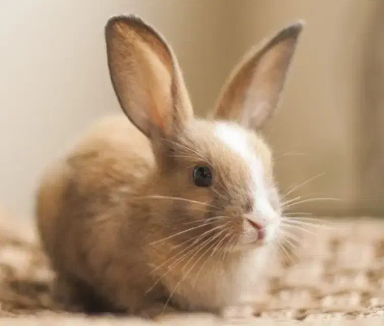 خرگوش پیدا شده|حیوانات|همدان, |دیوار