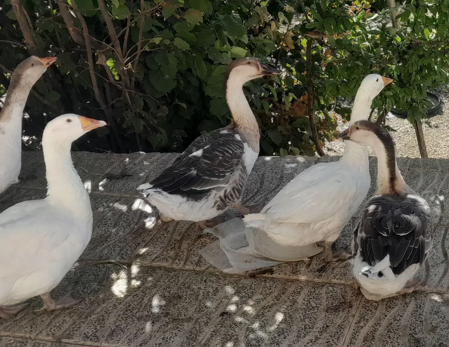 اردک اسراییلی و قوغاز|حیوانات مزرعه|دینور, |دیوار