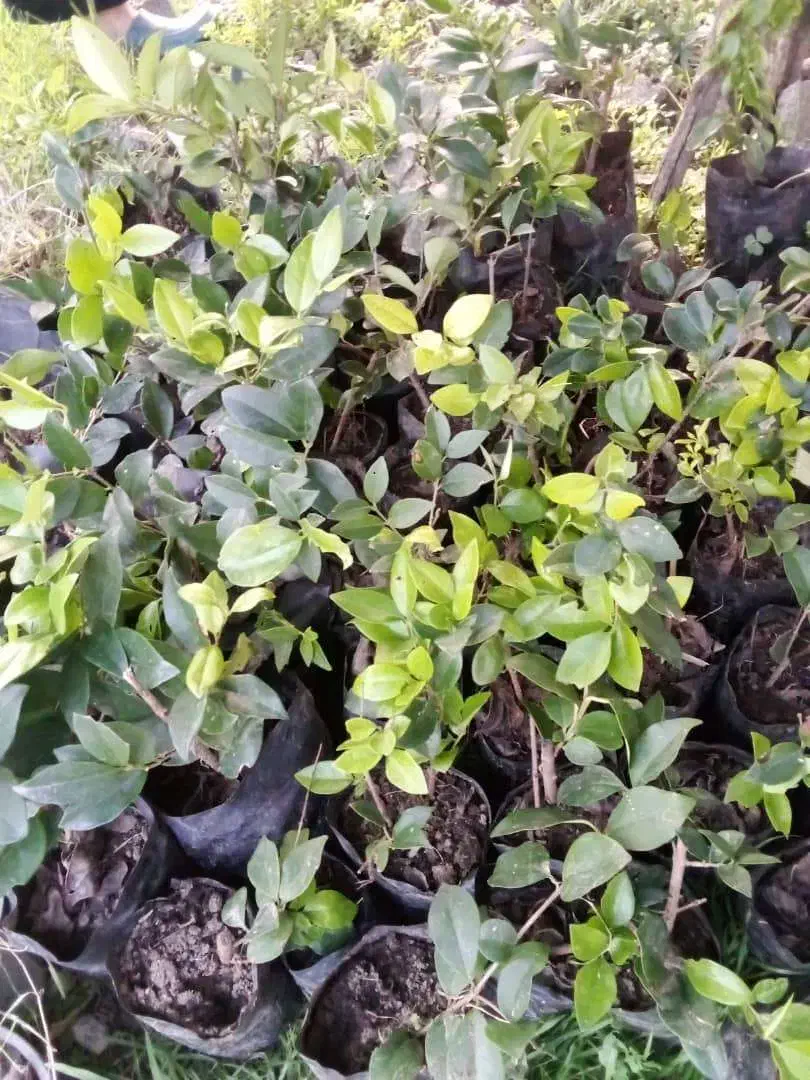 پالم شمشاد یاس هلندی یوکا|گل و گیاه طبیعی|شلمان, |دیوار