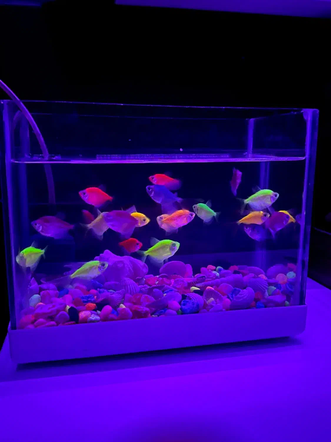 آکواریوم کوچک به همراه ماهی|ماهی|خمین, |دیوار