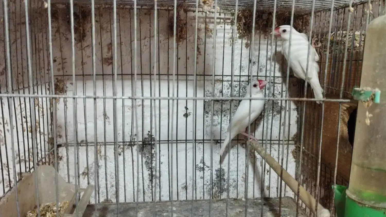 فنچ نرگسی مولد|پرنده|سنگر, |دیوار