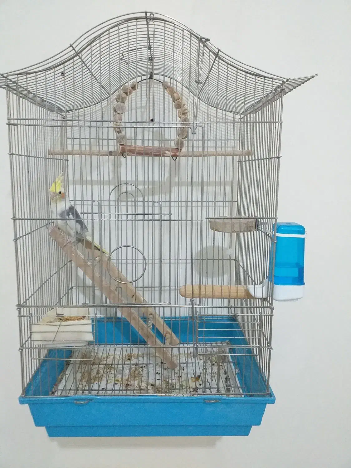 عروس هلندی|پرنده|گلستان (تهران), |دیوار