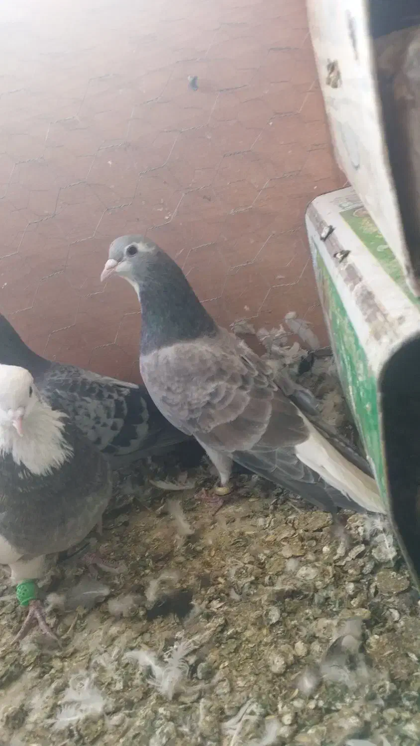 بدرنگ دمگیر|پرنده|زیباشهر, |دیوار