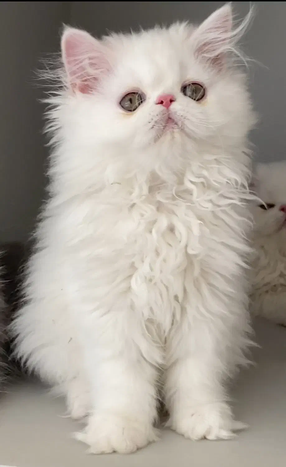 گربه  پرشین  سوپر فلت پسر ۳ ماهه|گربه|تبریز, |دیوار