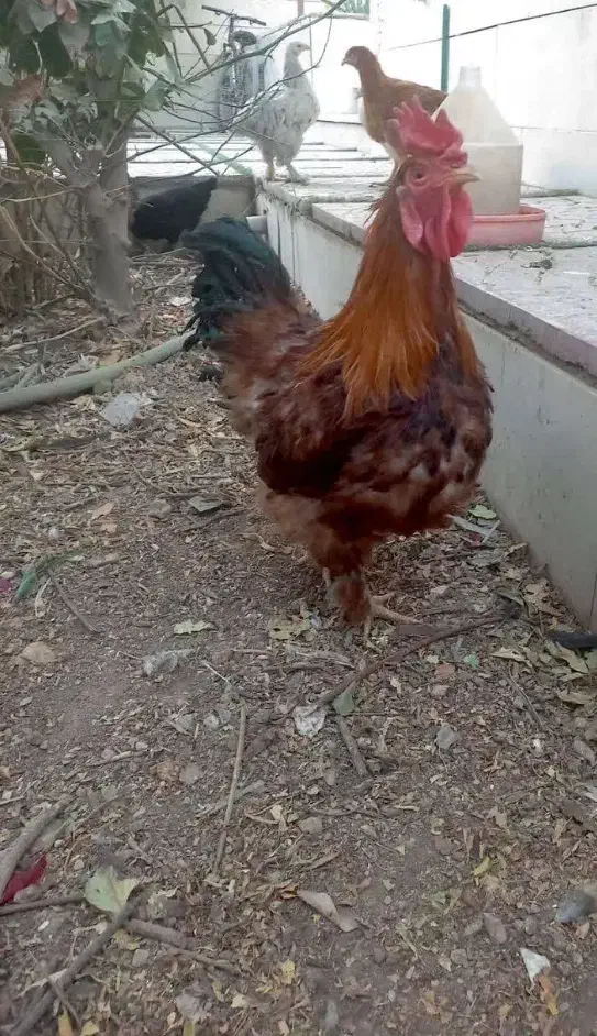 فروش خروس برهما|حیوانات مزرعه|اردکان, |دیوار