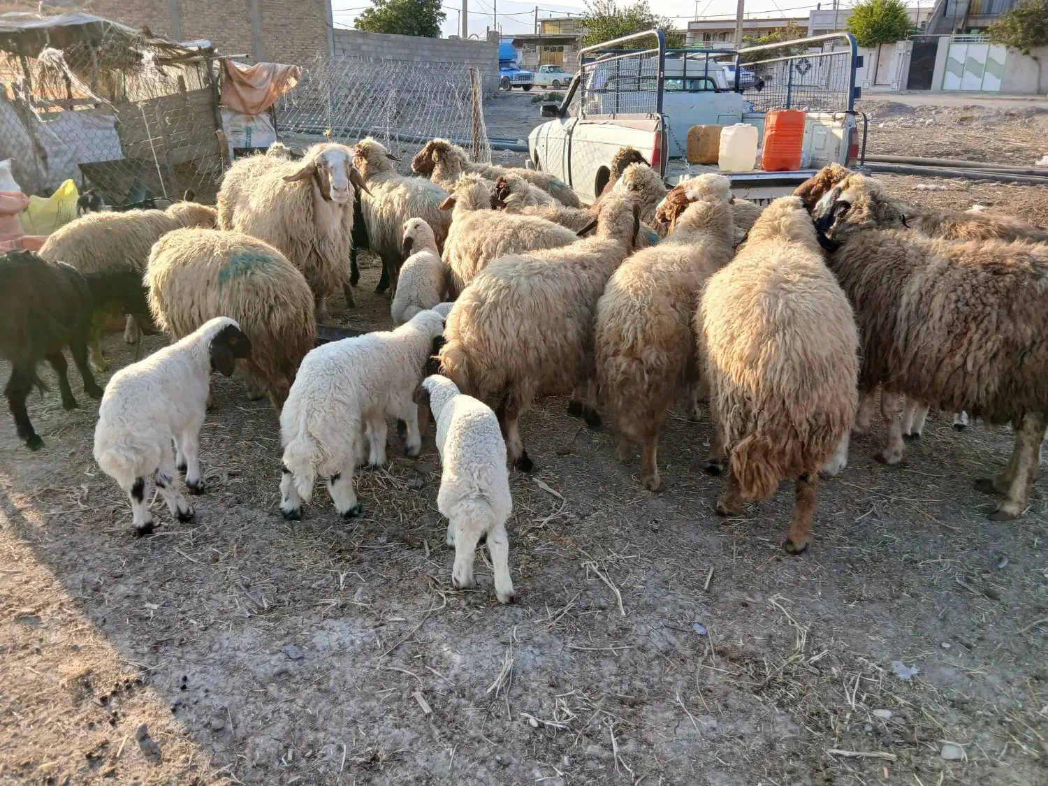 پیش و ور‌‌ک|حیوانات مزرعه|دره شهر, |دیوار