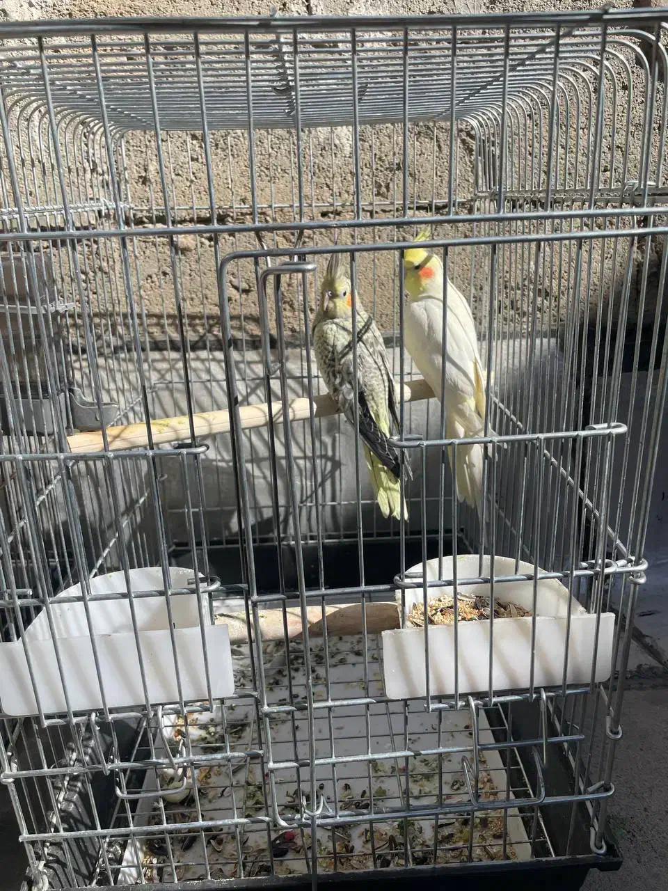 سه جفت عروس هلندی کارداده  سه تا رام|پرنده|بوکان, |دیوار