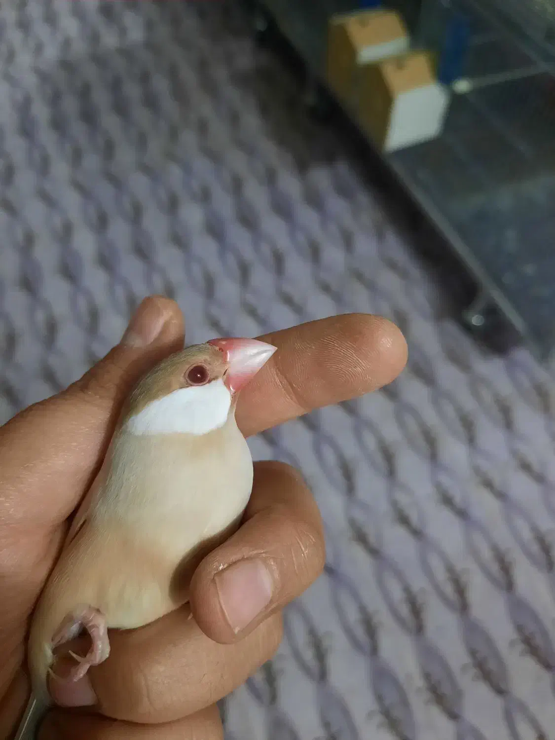 فنچ نرگسی شکلاتی|پرنده|مبارکه, |دیوار