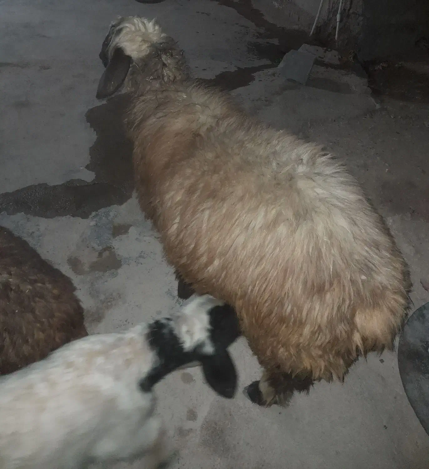 میش|حیوانات مزرعه|چاروسا, |دیوار