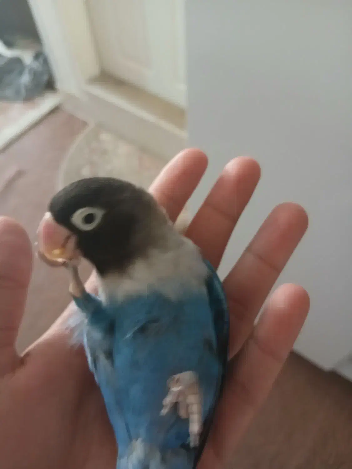 کوتوله برزیلی ماسکی نر|پرنده|قم, پردیسان|دیوار