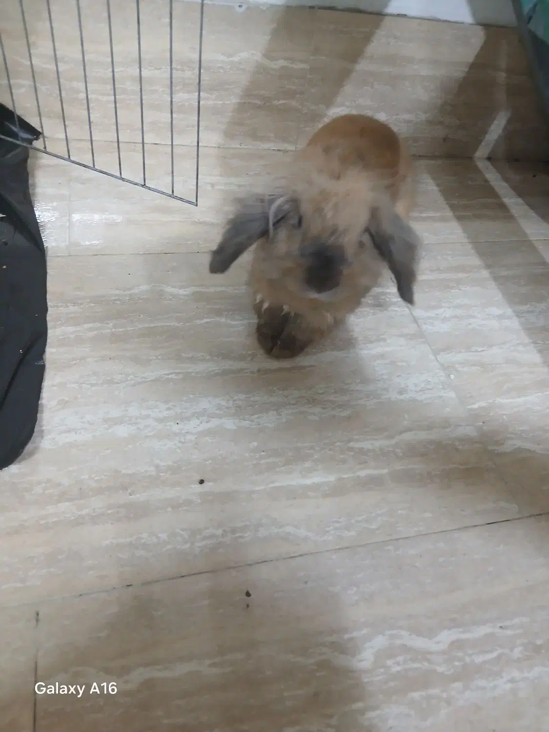 خرگوش بامزه وسالم واگزار میشود|موش و خرگوش|کیش, |دیوار