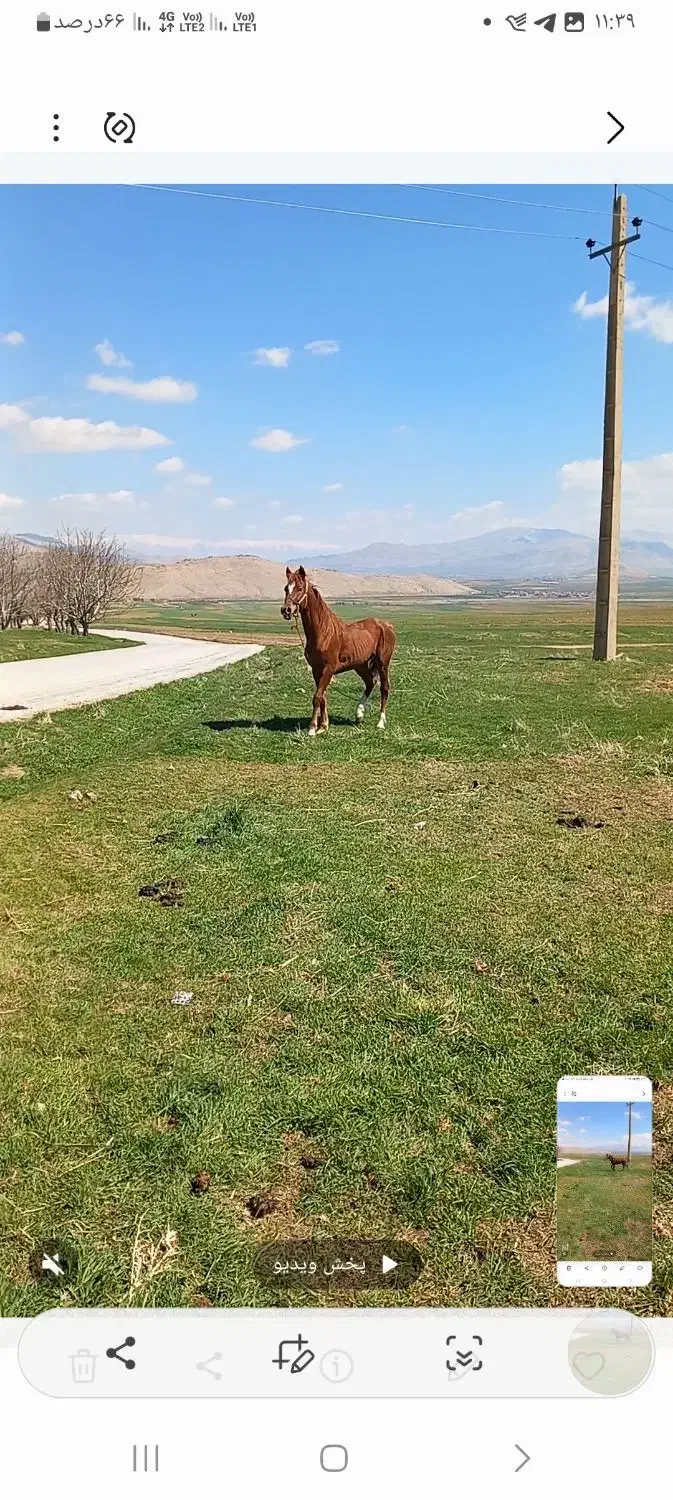 اسب عرب....|اسب و تجهیزات اسب‌سواری|کرمانشاه, |دیوار