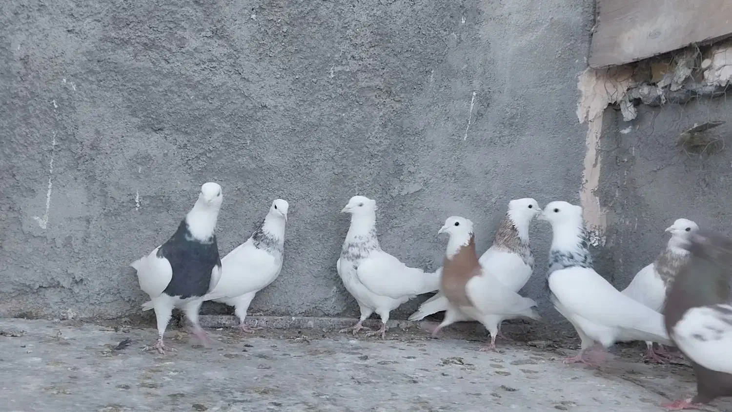 طوقی سینه|پرنده|مبارکه, |دیوار