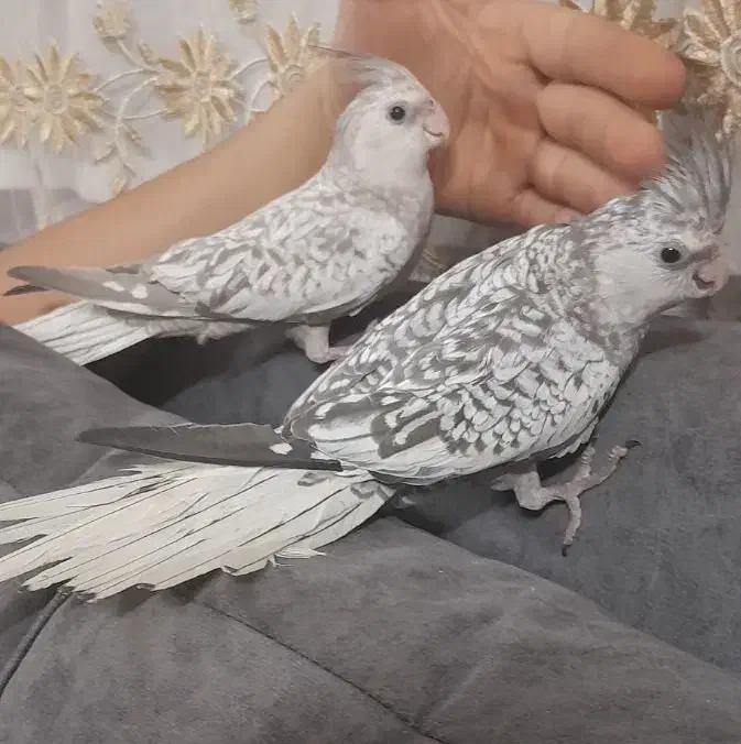 عروس ایزابلا|پرنده|بجنورد, |دیوار