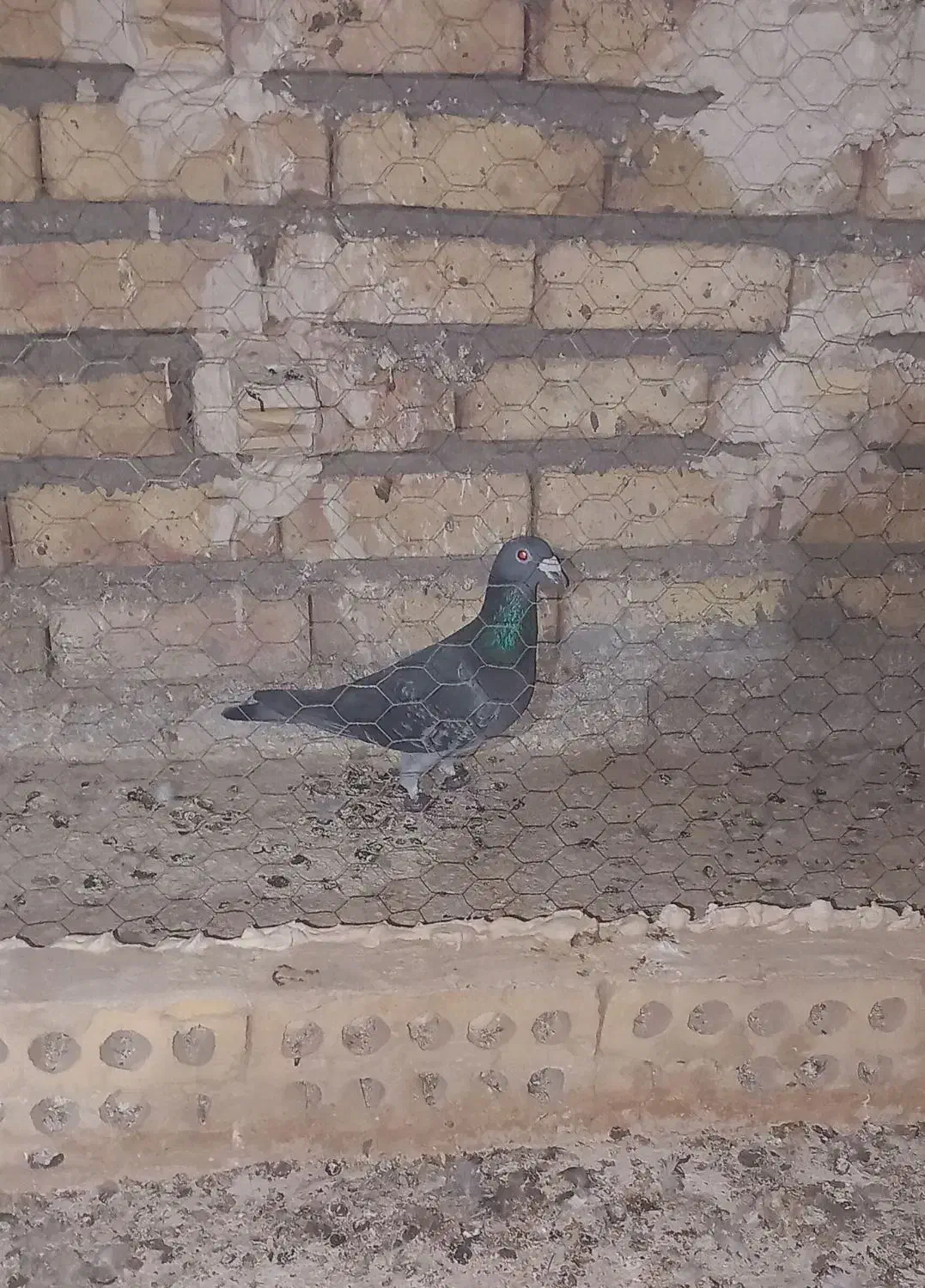 هوایی|پرنده|تربت جام, میان جام|دیوار