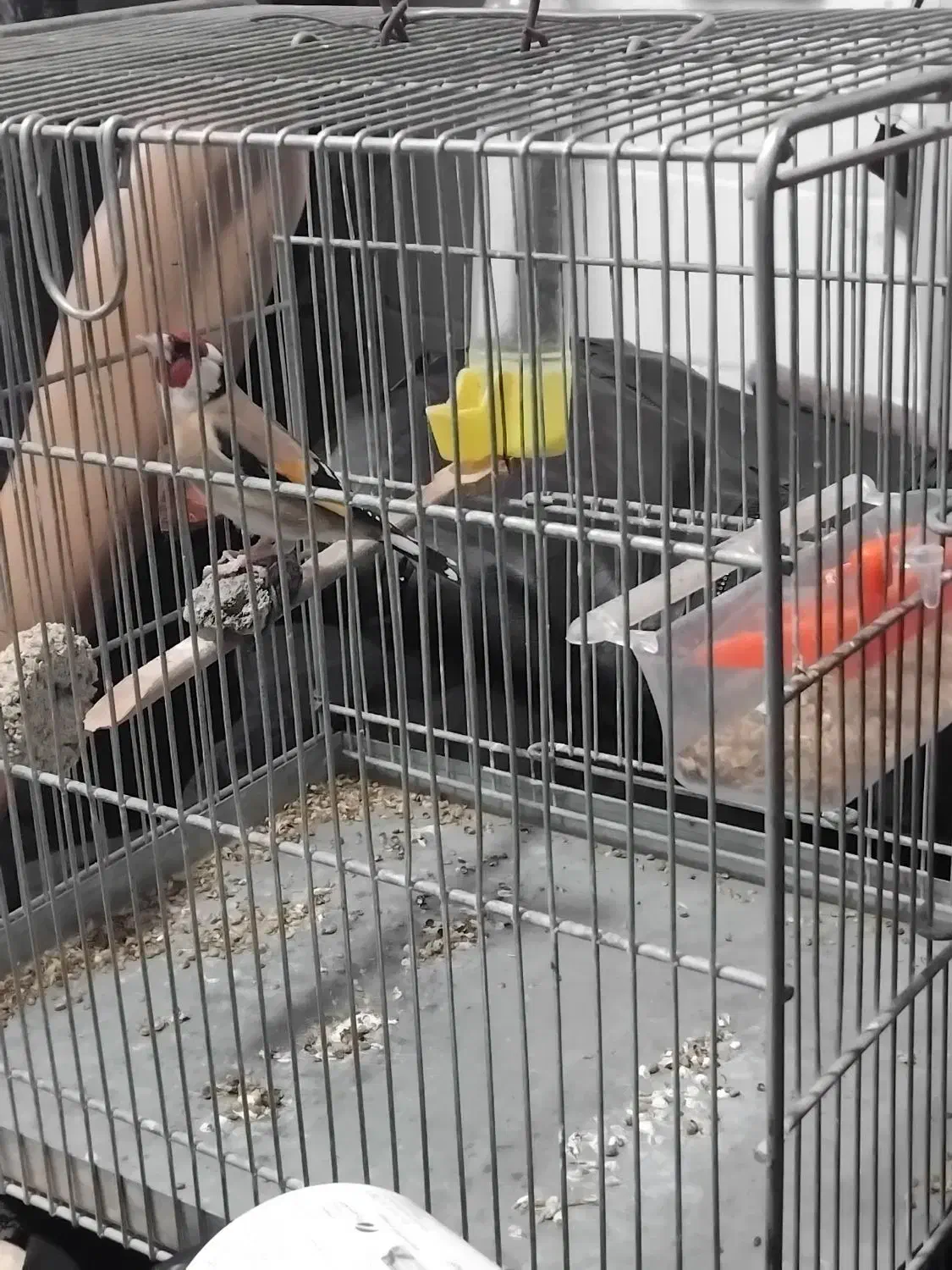 سهره نر|پرنده|کوهدشت, |دیوار