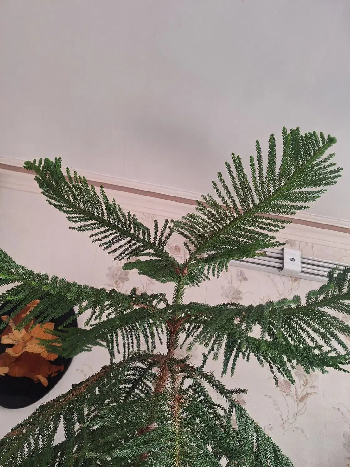 کاج مطبق|گل و گیاه طبیعی|مشهد, جاهد شهر|دیوار