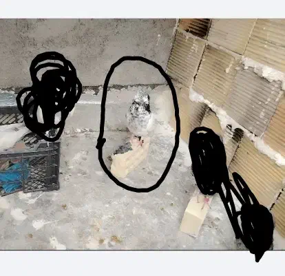 گمشده|حیوانات|ایذه, |دیوار