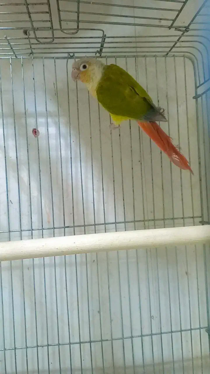 عروس هلندی گریچیک توله برزیلی|پرنده|ورامین, ورامین|دیوار