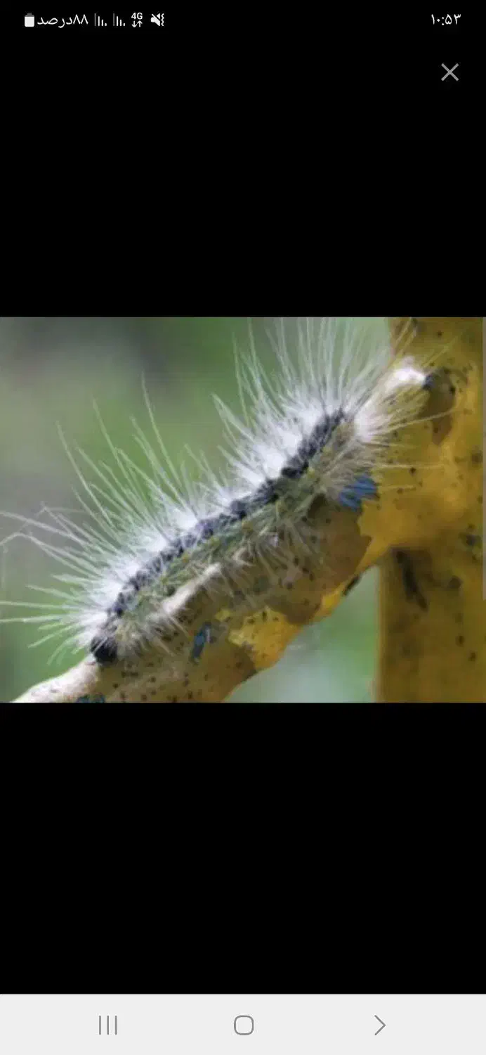 علفتراشی با دستگاه ،هرس، سمپاشی درخت وگل،باغبان،|خدمات باغبانی و درختکاری|سیاهکل, |دیوار