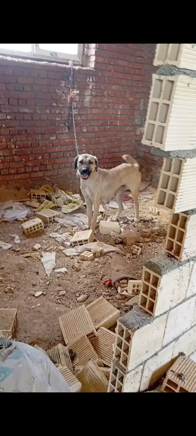 سگ ماده سرابی|سگ|دهگلان, |دیوار