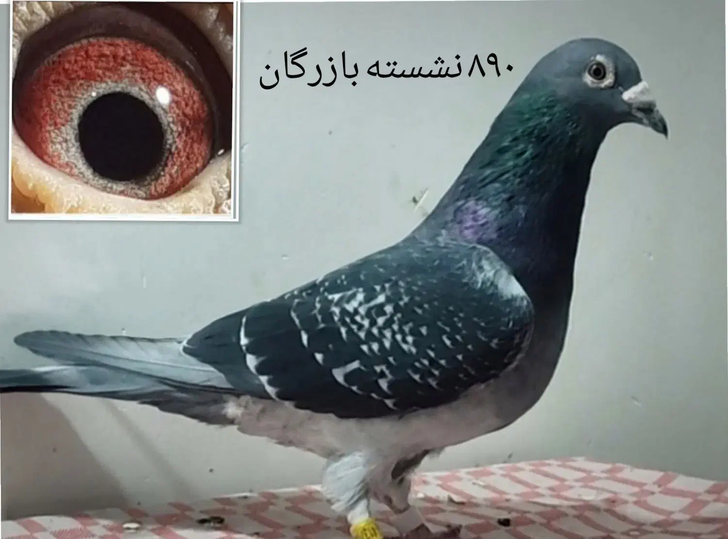 کبوتر مسافتی نشسته و شناسنامه دار|پرنده|سمنان, |دیوار