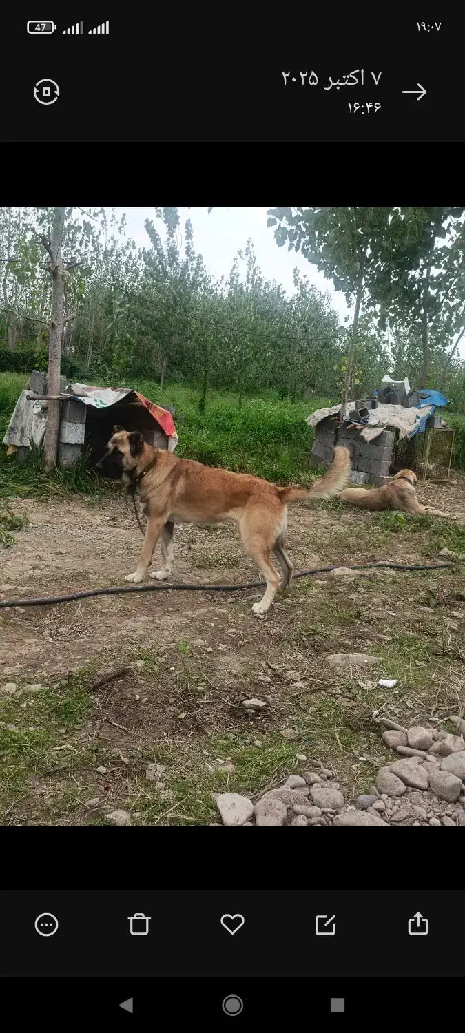 سگ سرابی|سگ|لاهیجان, بازکیاگوراب|دیوار