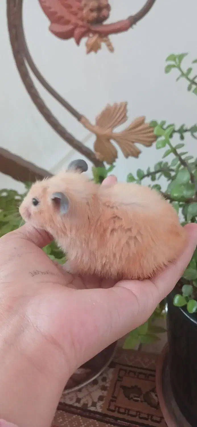 همستر ماده|موش و خرگوش|زرند, |دیوار