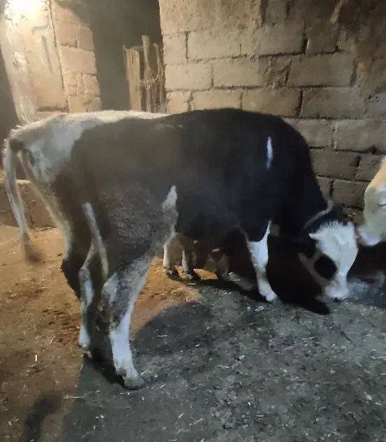 سهتاگاو نر|حیوانات مزرعه|اردبیل, |دیوار