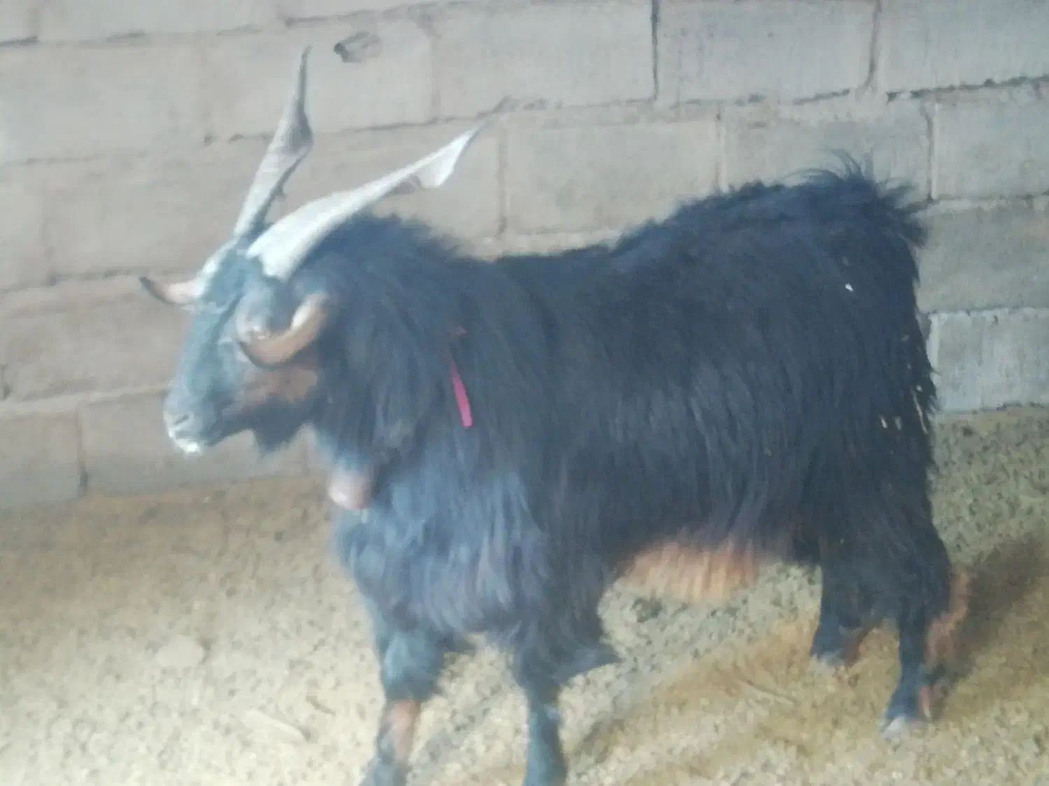 چبش نر|حیوانات مزرعه|حنا, |دیوار