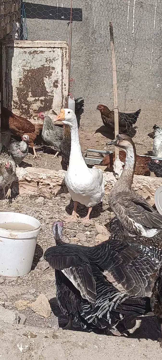 فروش کلی مرغ و خروس بوقلمون معاوضه|حیوانات مزرعه|تاکستان, |دیوار