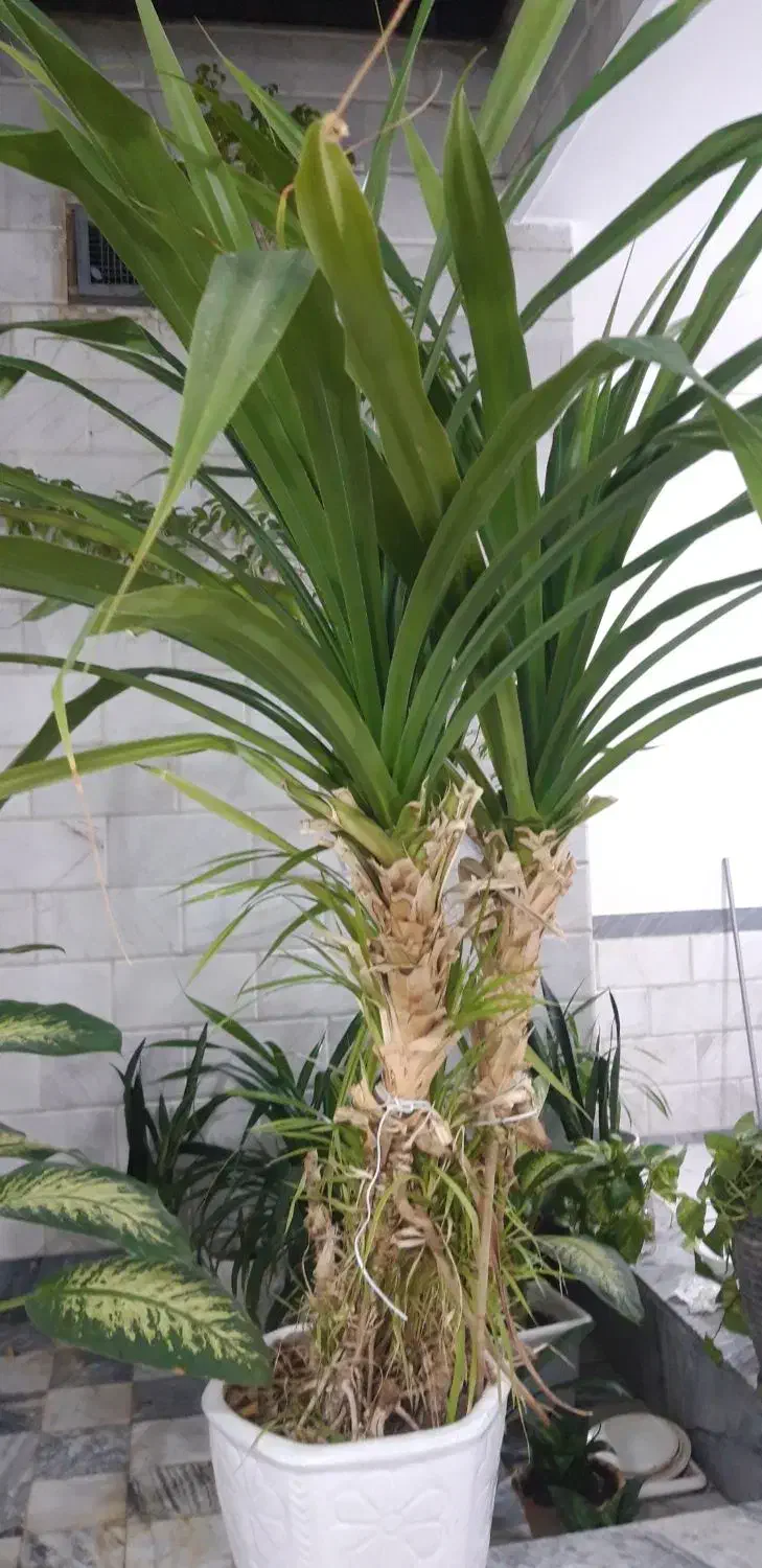 فروش گل|گل و گیاه طبیعی|کنگاور, |دیوار