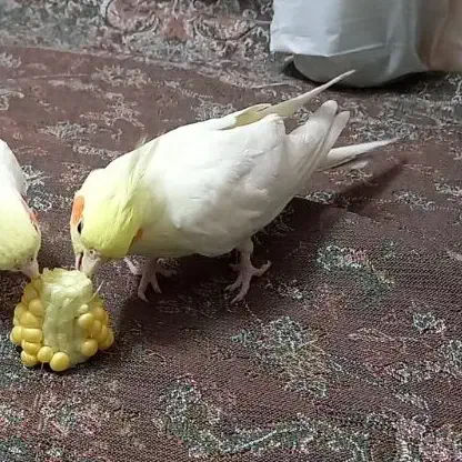 عروس هلندی گمشده ، محدوده شهرک مسعودیه|حیوانات|تهران, مسعودیه|دیوار