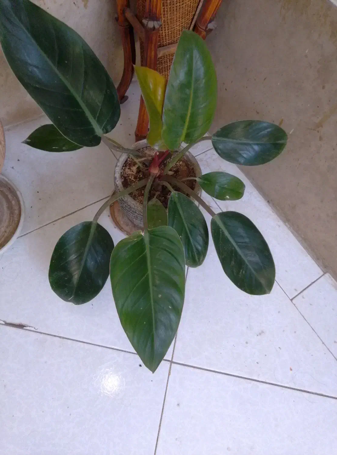 سه تا گلدان گل|گل و گیاه طبیعی|اصفهان, مفتح|دیوار