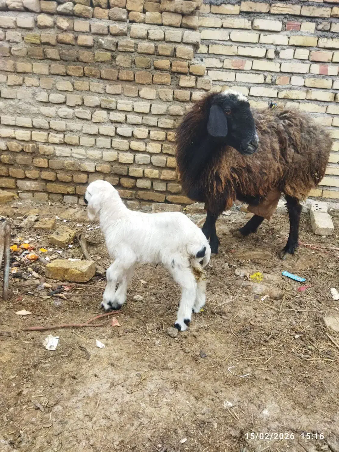 میش زاییده|حیوانات مزرعه|تربت‌حیدریه, منظر|دیوار