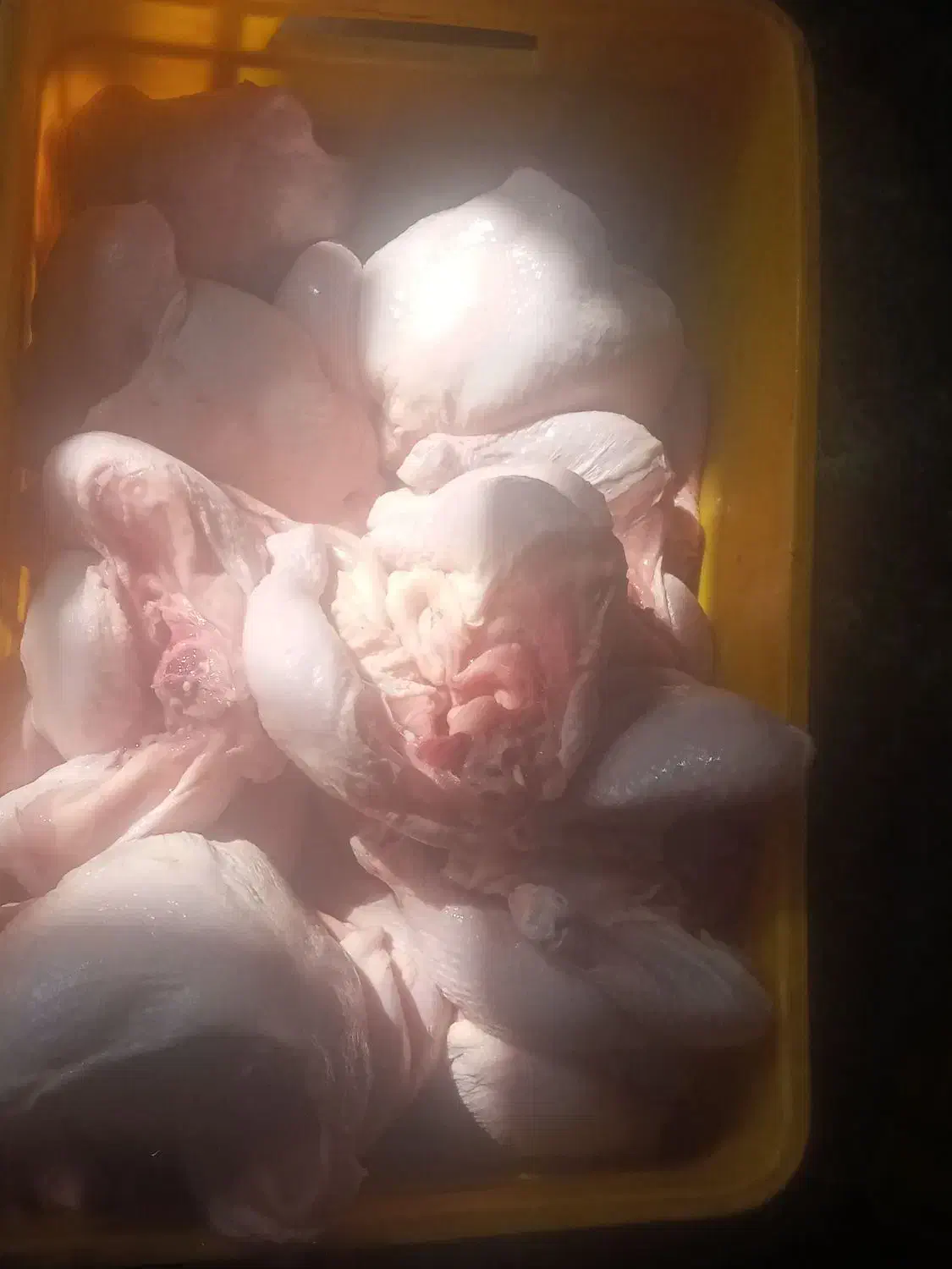 ران.مرغ|خوردنی و آشامیدنی|کرمانشاه, |دیوار