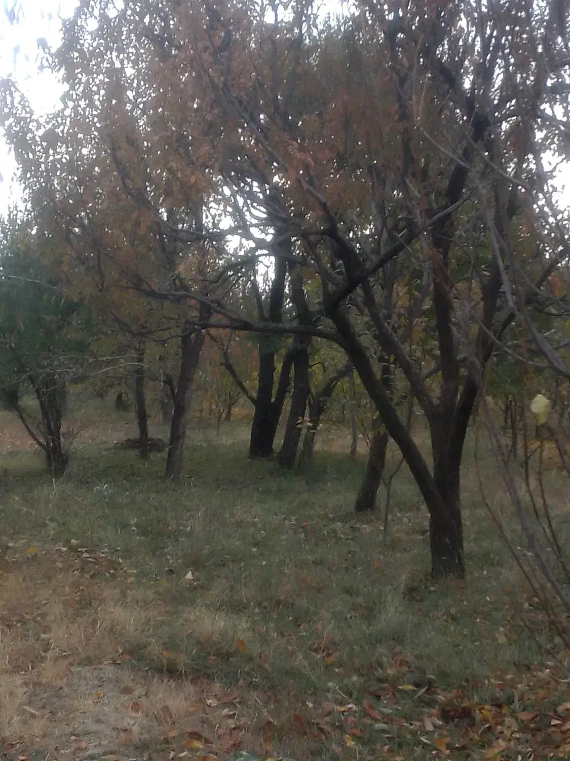 هرس کهریز باغ وبریدن درختان خشک|خدمات باغبانی و درختکاری|انزل, |دیوار