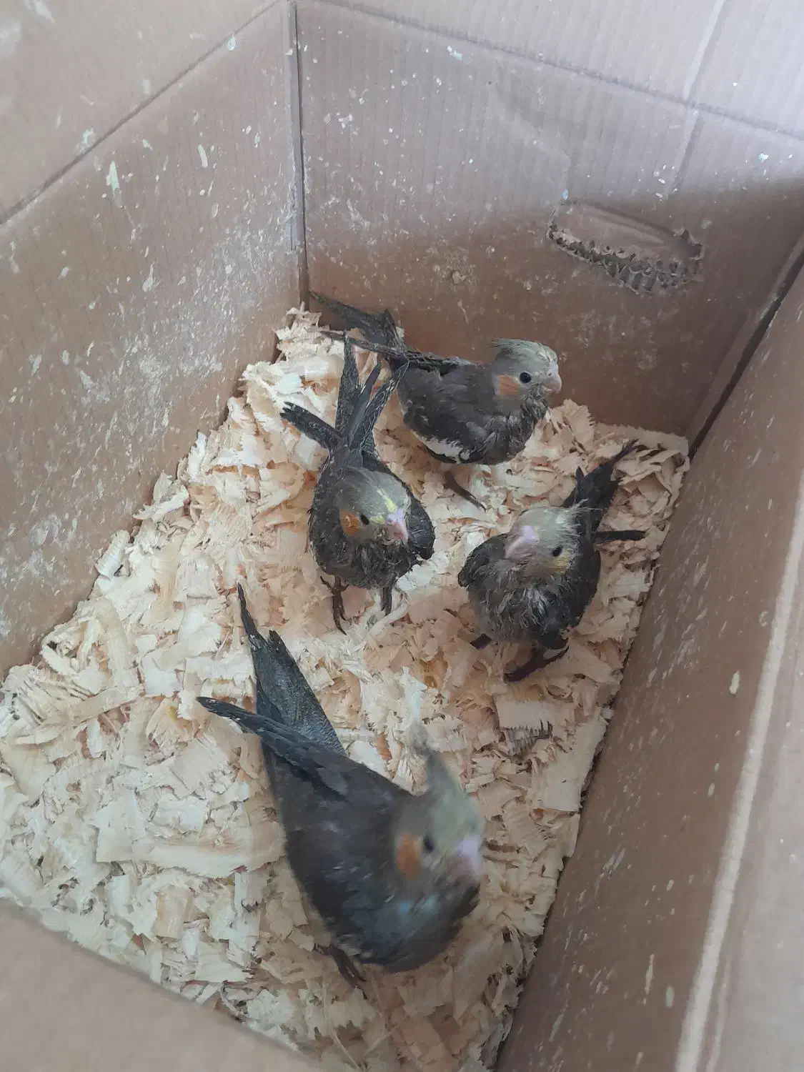 عروس هلندی|پرنده|رودسر, |دیوار